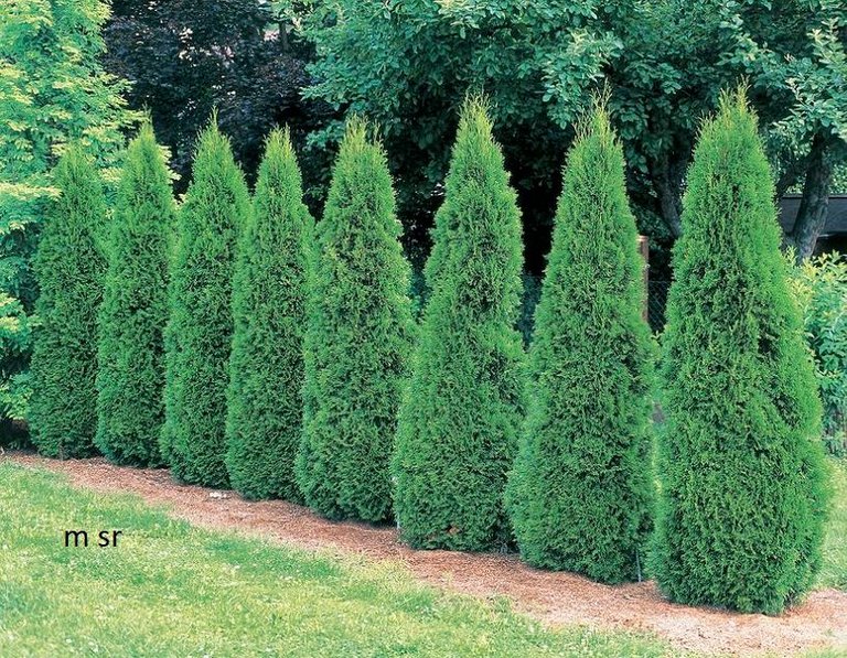 Emerald-Green-arborvitae-big-59483ba13df78c537bb3a6bd.jpg