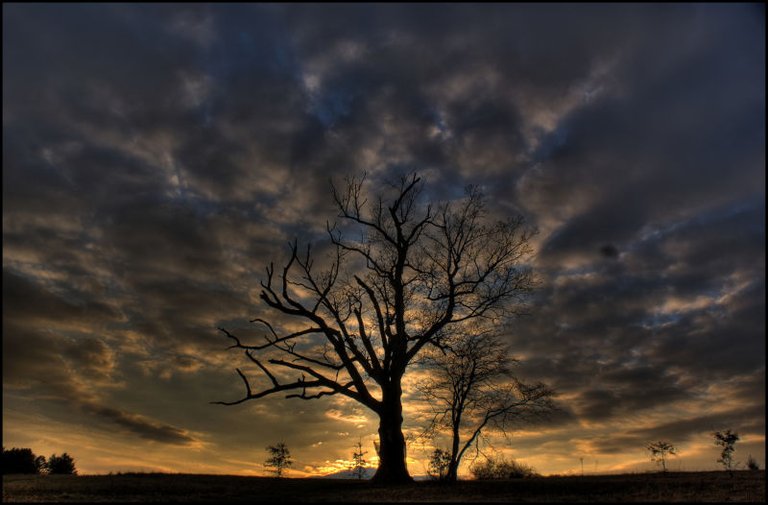 devils-tree-atardecer.jpg