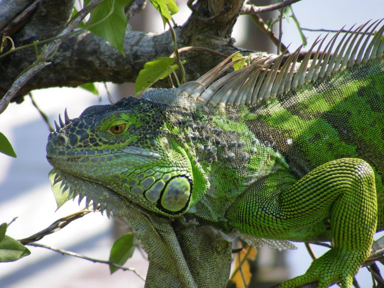 Green-Iguana.jpg