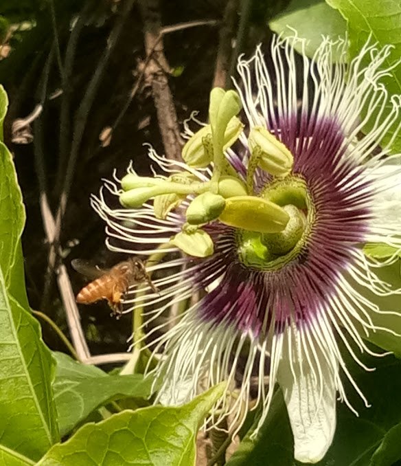 passionflower bee pollen.jpg