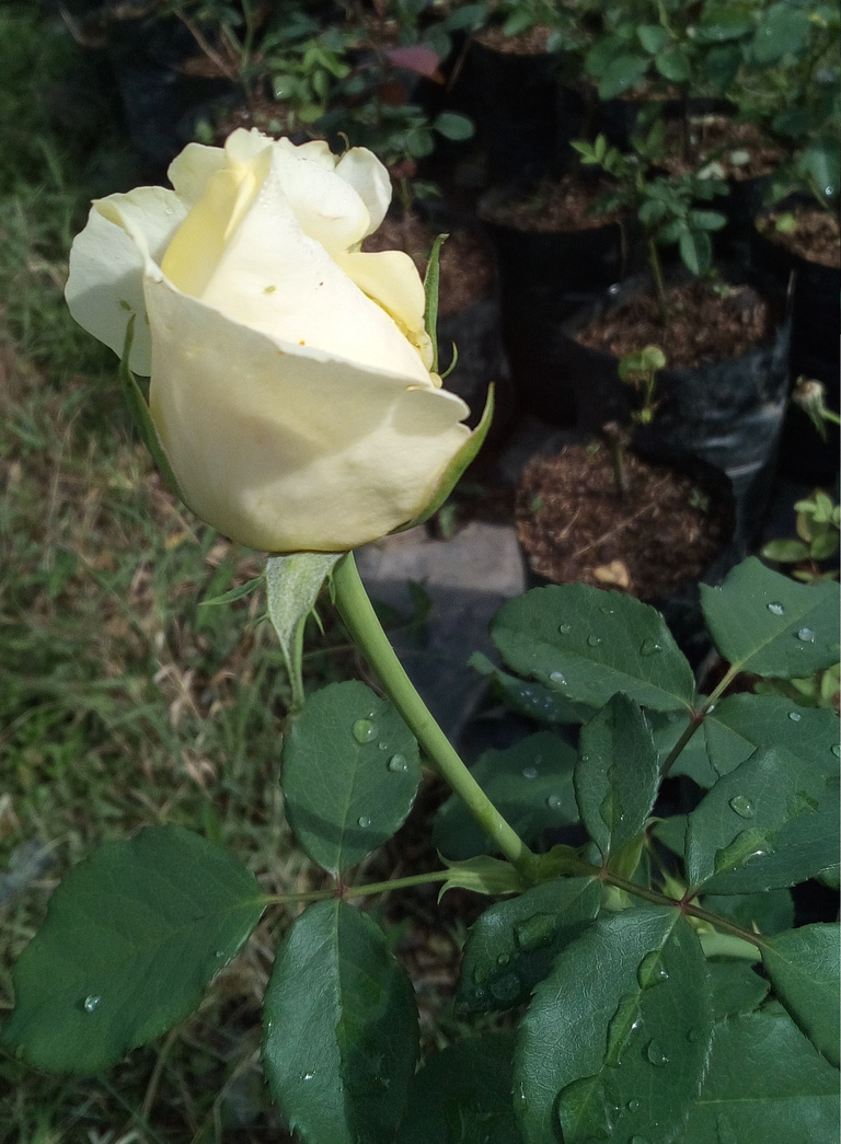 Rosa Blanca1.png