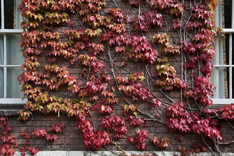 Cambridge_-_Japanese_Creeper_-_1308.jpg