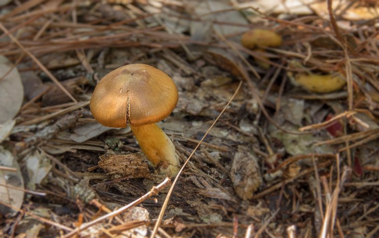 Cortinarius semisanguineus (Surprise Webcap) Mushroomtop01.jpg