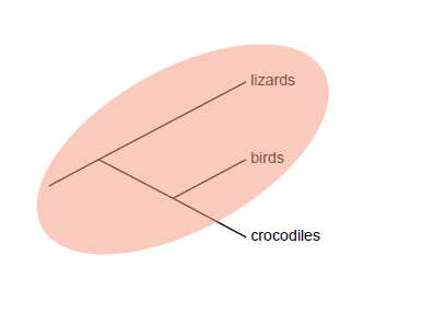 paraphyletic_group.png