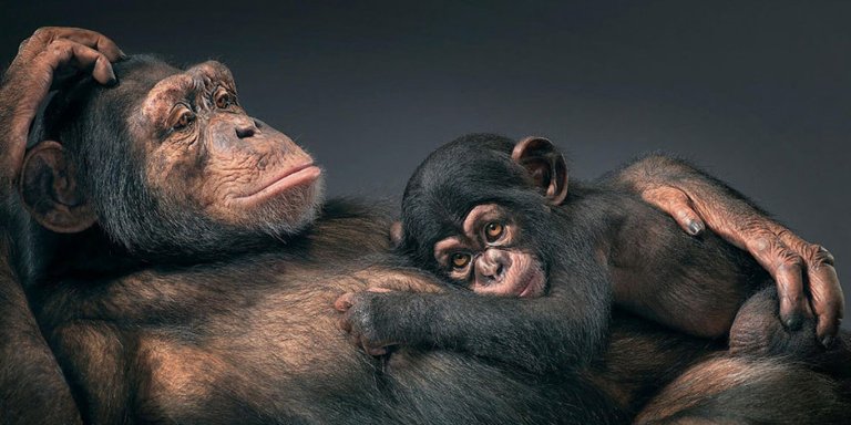 Tim-Flach-830x415.jpg