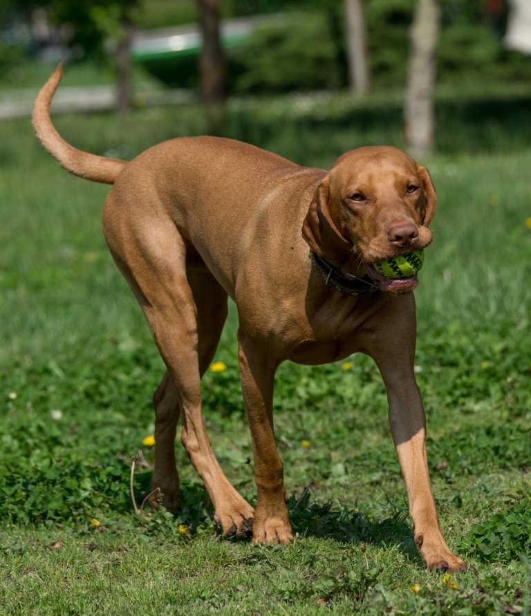 vizla (3).jpg