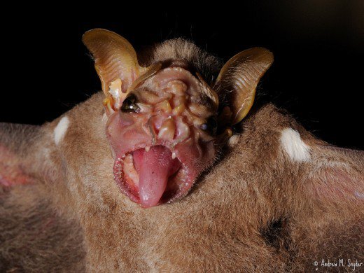 Wrinkle-Faced Bat.jpg