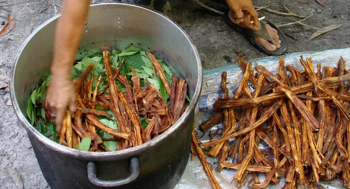 ayahuasca_layering_leaf_and_vine_main_0.jpg