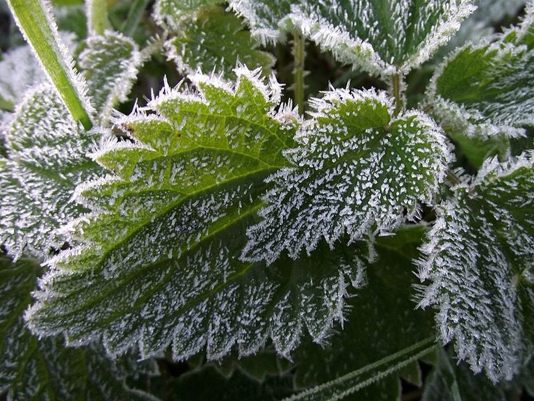 800px-Frost_on_nettle_leaves.jpg