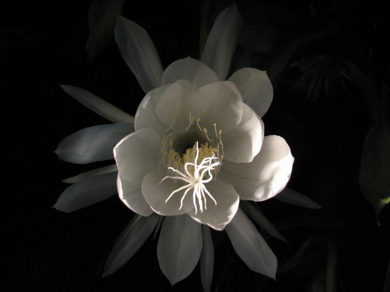 Epiphyllum_oxypetalum.jpg