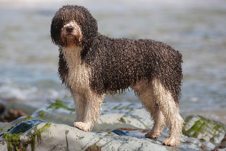 spanish water dog standing portrait.jpg