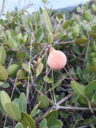 wild apricot fruit.jpg