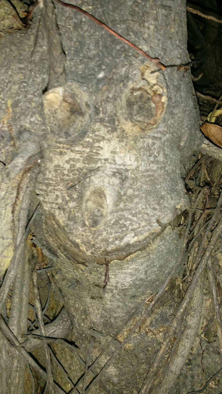 tree-face_mexico2.jpg