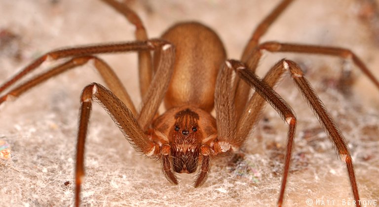 brown_recluse_female.jpg