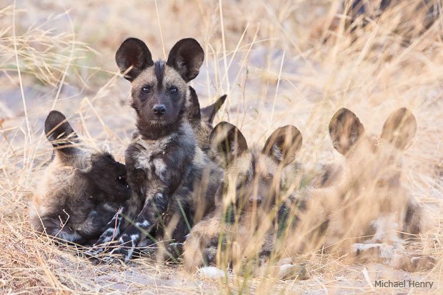 PuppyDay_AfricanWildDogPups_MichaelHenry.jpg