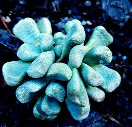 aloinopsis.jpg