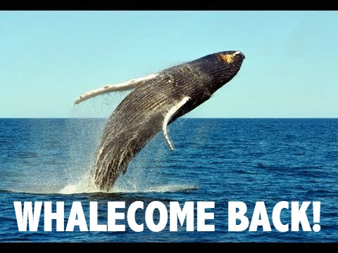 whalecome back!.jpg