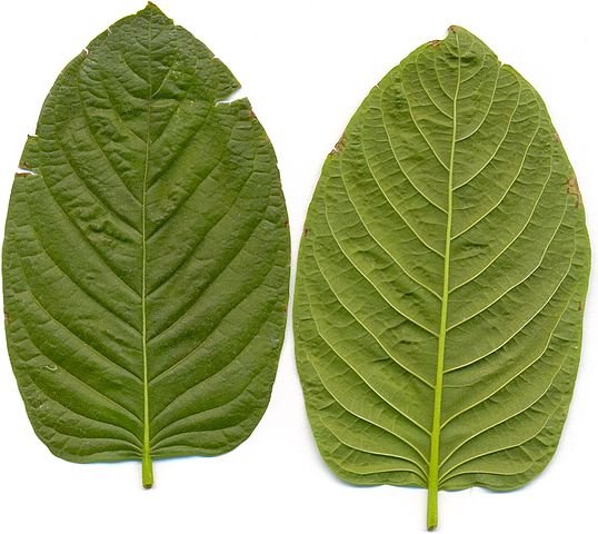 538px-Kratom_leafes.jpg