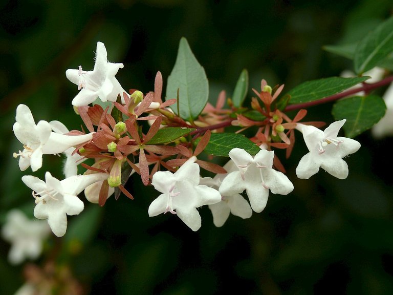 abelia_flowers1.jpg