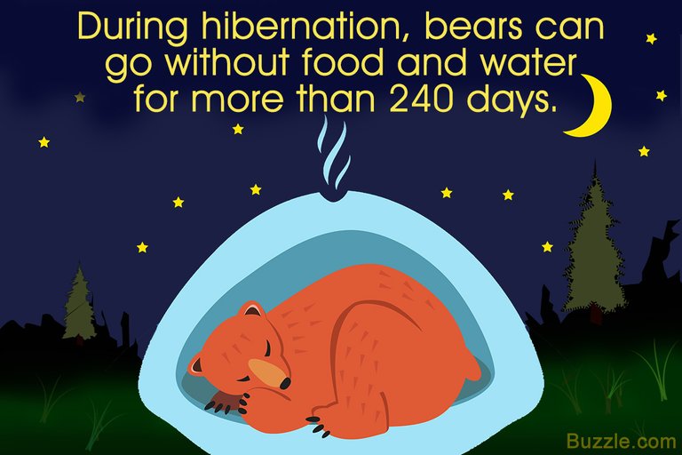 1200-608513-facts-about-bear-hibernation.jpg