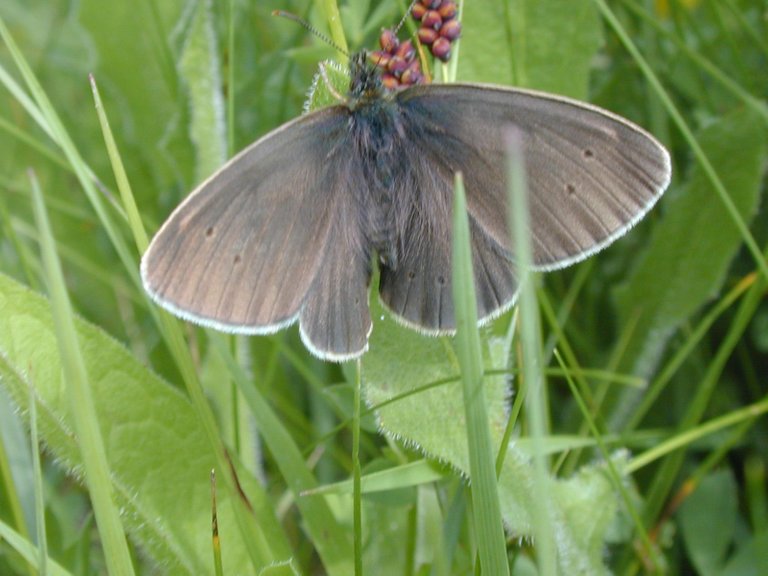 Common Ringlet.jpg