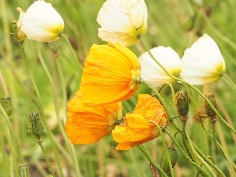 yellow flower.jpg