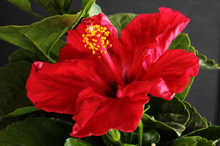 hibiscus.jpg