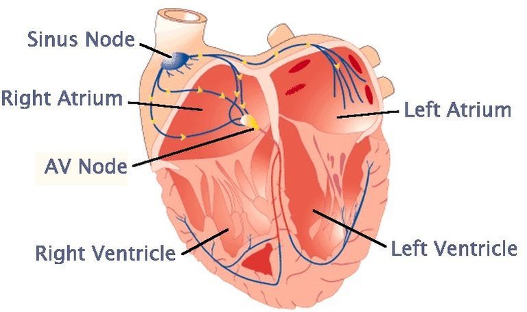 cardiac-conduction-system.jpg