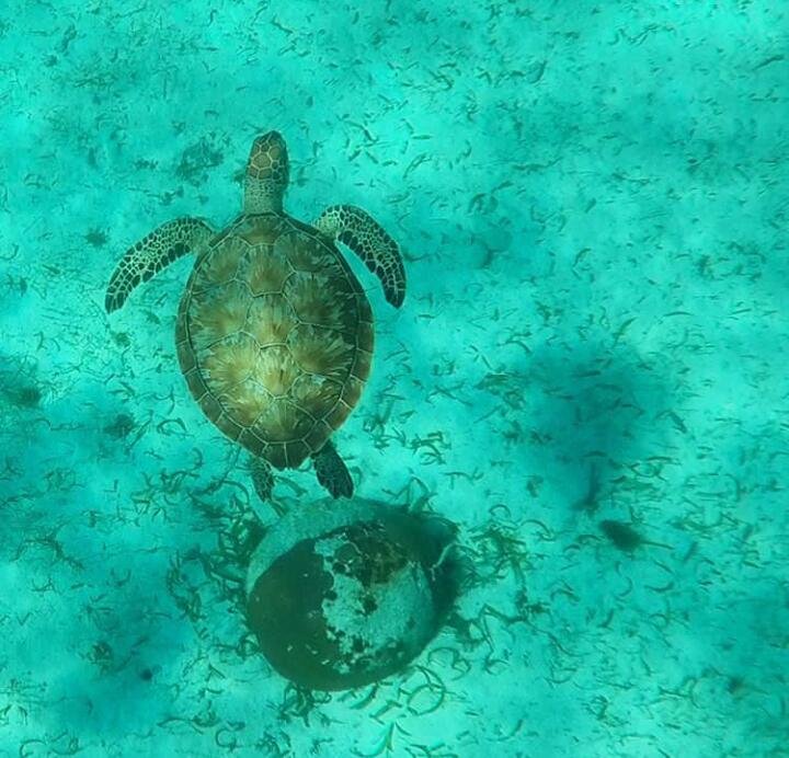 caye caulker belice.jpg