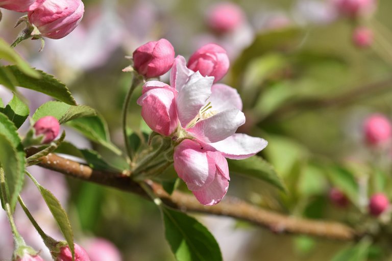 apple blossom 1.jpg