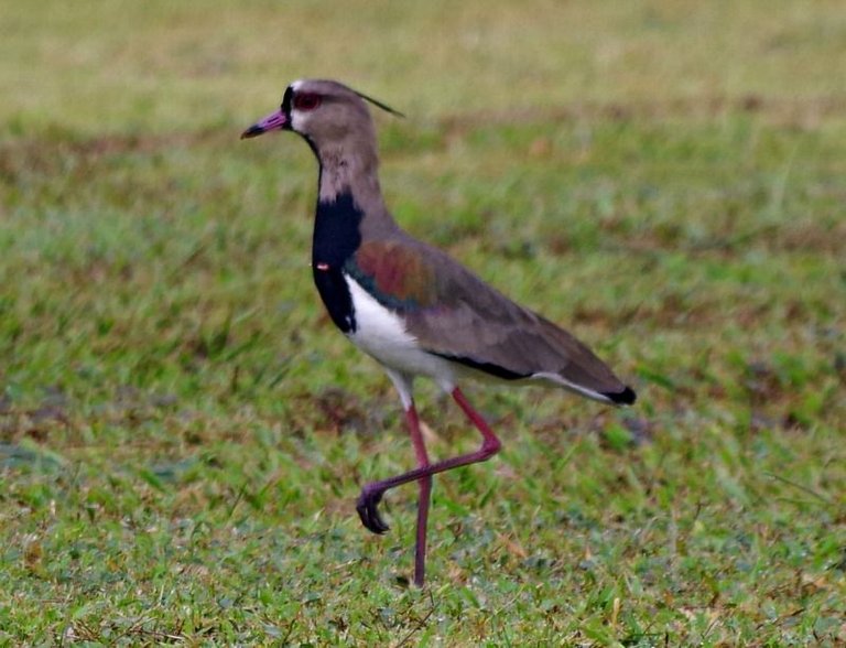 nature birds travel panama sunscape.jpg