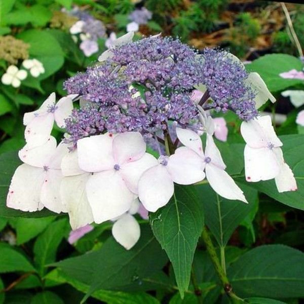 mariesii-hydrangea-blooms-.jpg