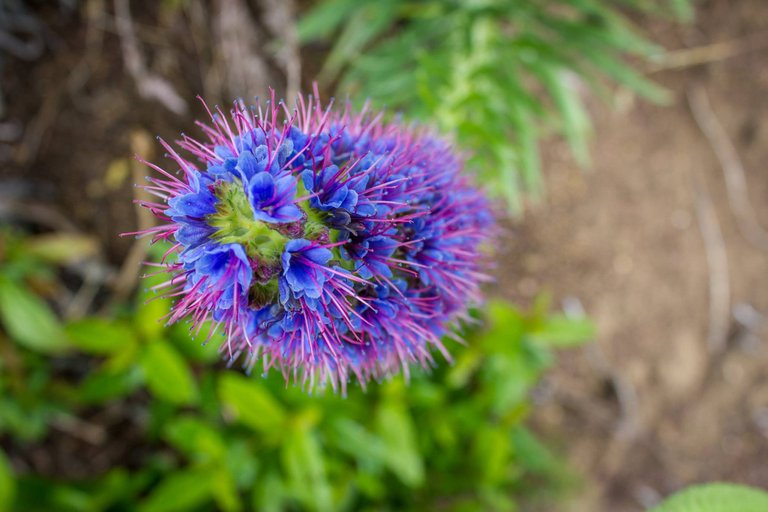 blue-flower.jpg