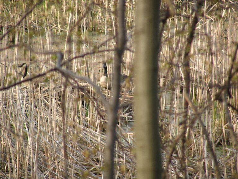 geese at rondeau.jpg