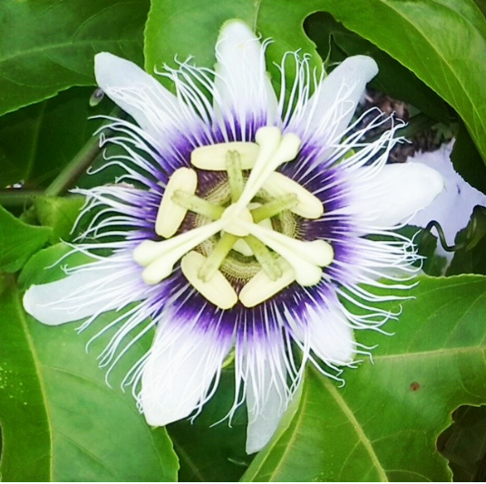 flor de parchita 1.png