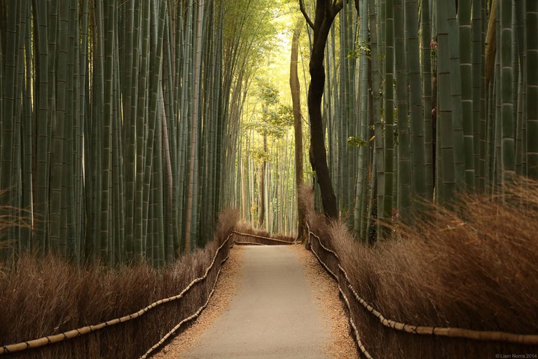 arashiyama-6.jpg