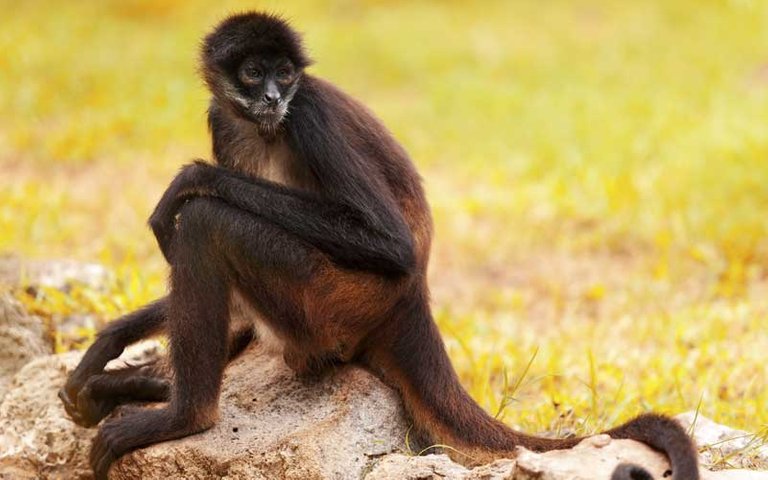 spider_monkey.jpg