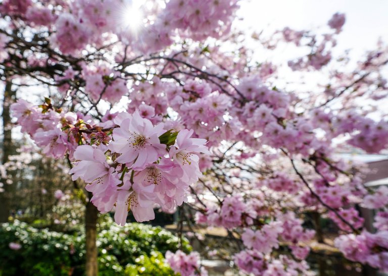 27. Cherry blossoms, Keukenhof..jpg