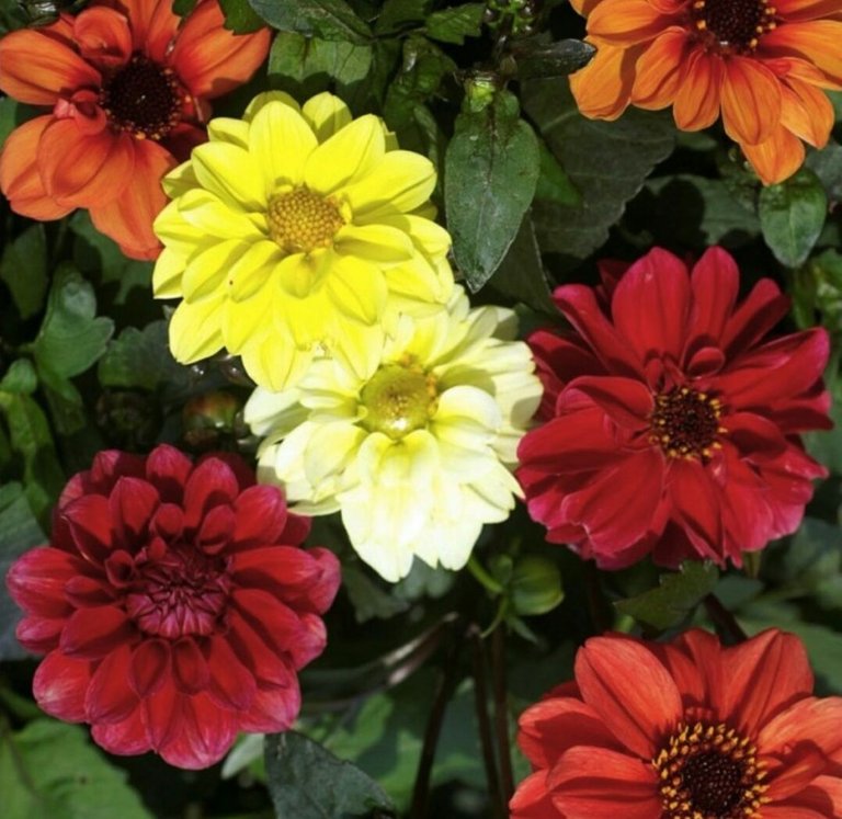 dahlia 44-01.jpeg