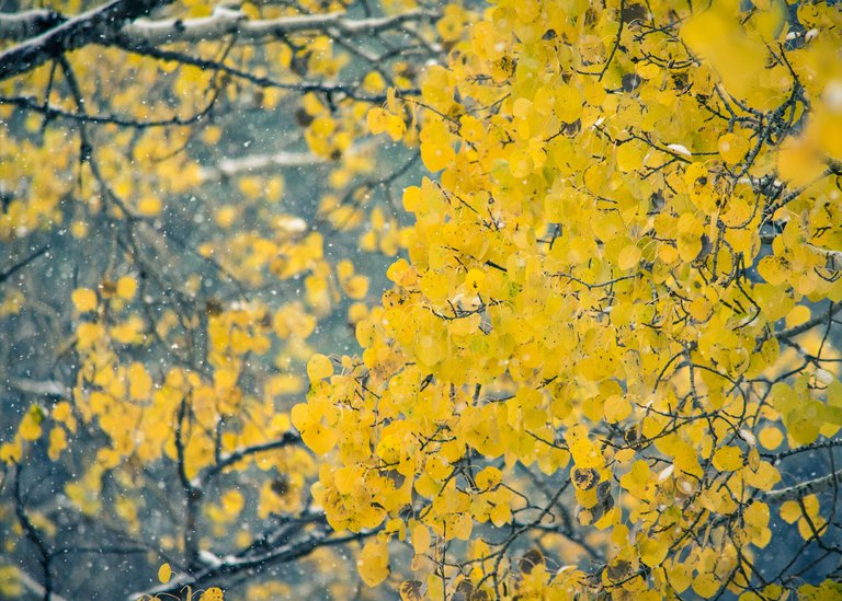 Yellow Aspens.jpg