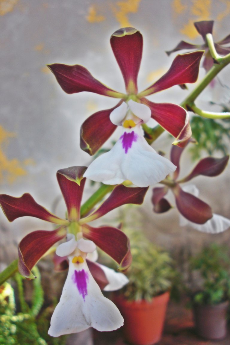 ORQUIDEA 1.JPG