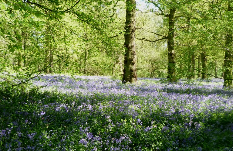 bluebell woods.JPG