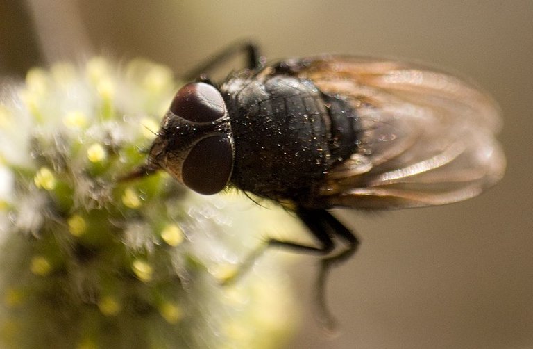 Macro-musca1.jpg