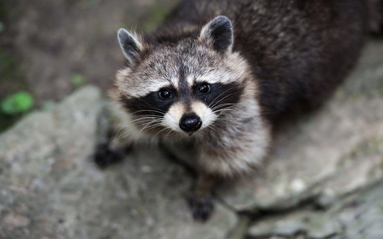 raccoons-1516698767107-9667.jpg