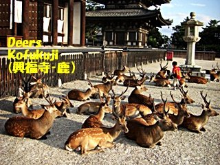 鹿ー興福寺320.jpg