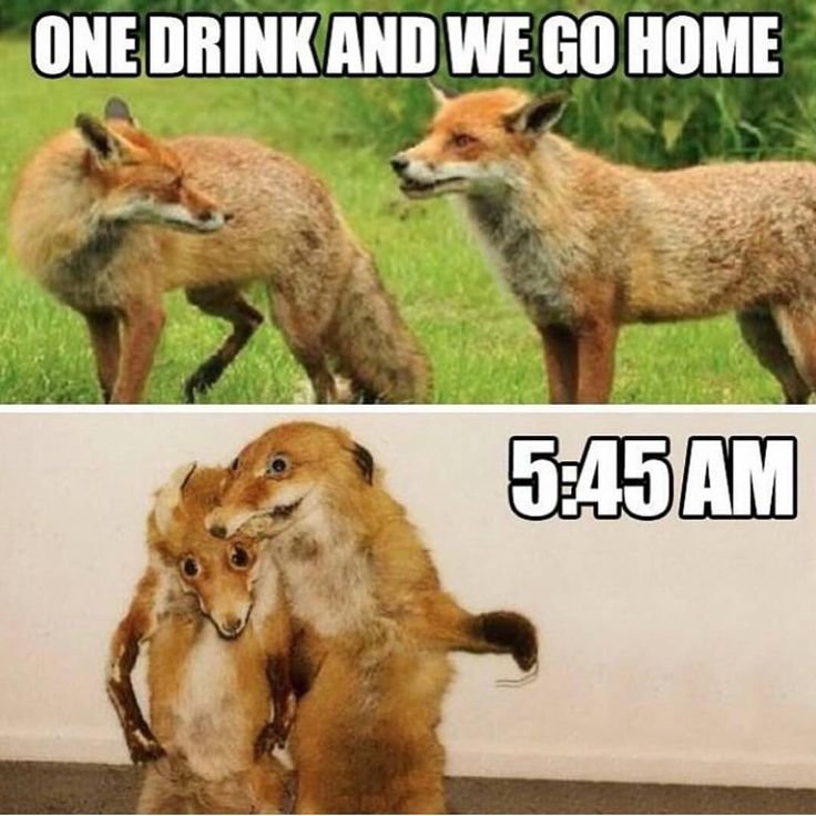 animals-with-hangovers-funny-pictures.jpg