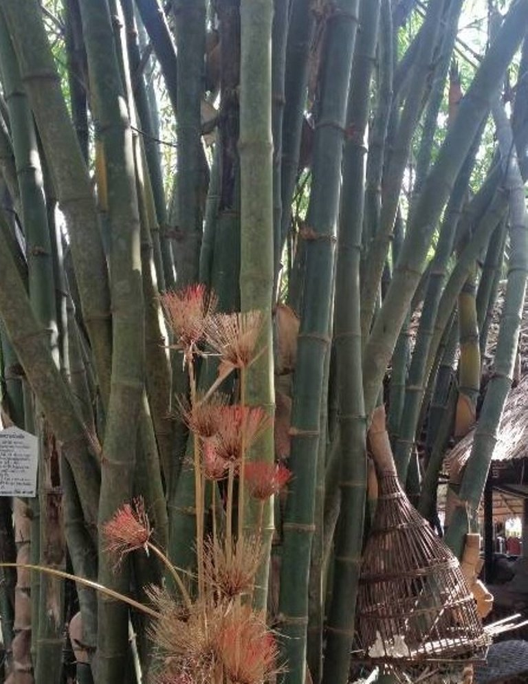 bamboo4.jpg