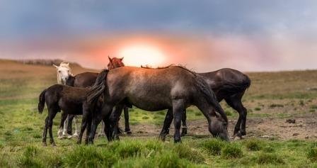 Animals-Horses_Homeward-Bound.jpg