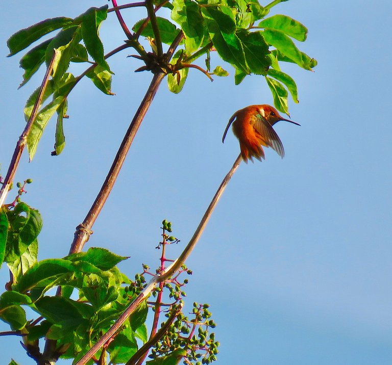 eric-boucher photography “Itching on a Branch” IMG_3056.jpg