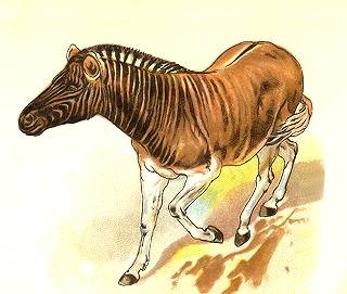 quagga.jpg